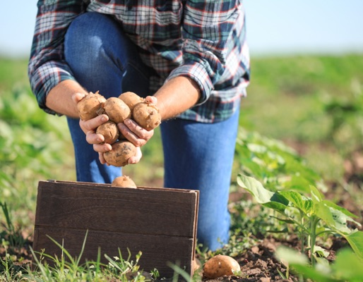 pommes de terres, produits locaux Puylaurens (31)