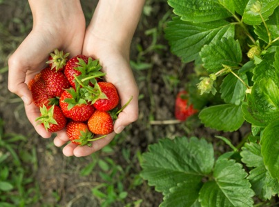 Grande variété de fraises